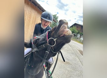 Polish riding pony, Mare, 11 years, 10,2 hh, Black