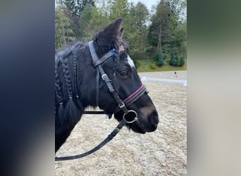 Polnisches Reitpony, Stute, 11 Jahre, 10,2 hh, Rappe