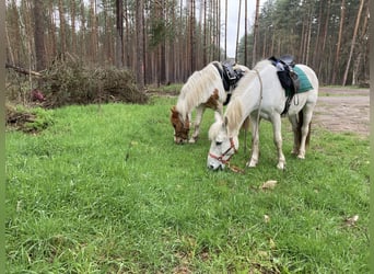 Polish riding pony, Mare, 11 years, 13.3 hh, Gray