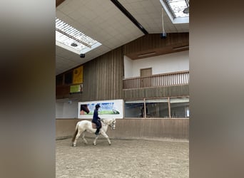 Polish riding pony, Mare, 11 years, 13.3 hh, Gray