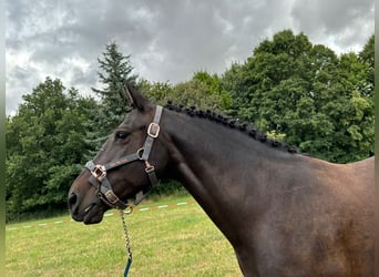 Polish riding pony, Mare, 11 years, 14.1 hh, Bay-Dark