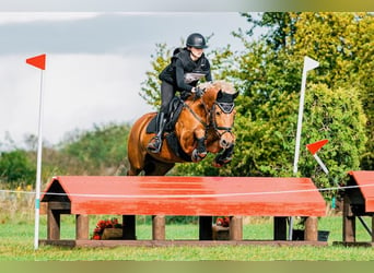 Polish riding pony, Mare, 11 years, 14.1 hh, Chestnut-Red