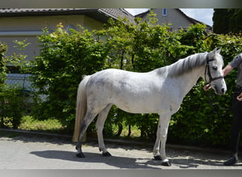 Polish riding pony, Mare, 12 years, 12.2 hh, Gray
