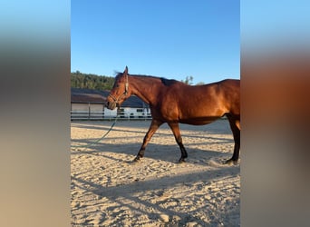 Polish riding pony, Mare, 12 years, 13,2 hh, Brown