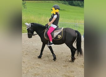 Polish riding pony, Mare, 13 years, 10.2 hh