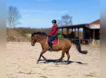 Polish riding pony Mix, Mare, 13 years, 14.1 hh, Brown