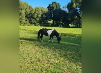 Polish riding pony, Mare, 18 years, 10.2 hh, Pinto