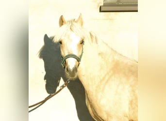 Polish riding pony, Mare, 1 year, 12.2 hh, Palomino