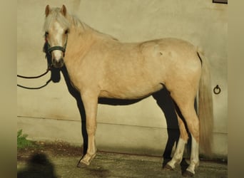 Polish riding pony, Mare, 1 year, 12.2 hh, Palomino