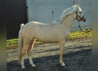 Polish riding pony, Mare, 1 year, 12.2 hh, Palomino