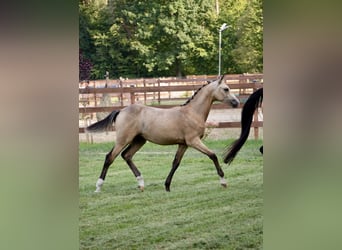Polish riding pony, Mare, 1 year, 14.2 hh, Buckskin