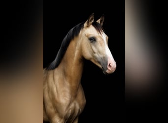 Polish riding pony, Mare, 1 year, 14.2 hh, Buckskin