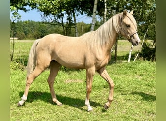 Polish riding pony, Mare, 1 year, 14,1 hh, Palomino