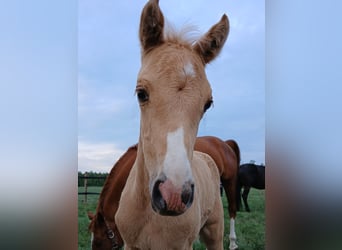 Polish riding pony, Mare, 1 year, 14,1 hh