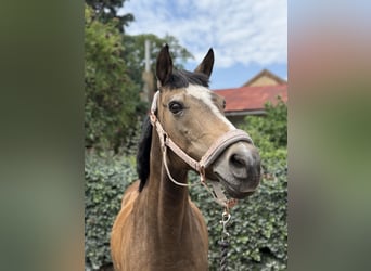 Polish riding pony Mix, Mare, 26 years, 14,1 hh, Dun