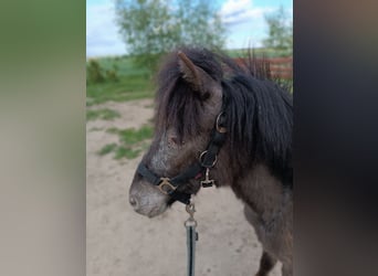 Polish riding pony Mix, Mare, 2 years, 10,1 hh, Grey-Dapple