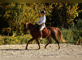 Polish riding pony, Mare, 3 years, 14.1 hh, Chestnut