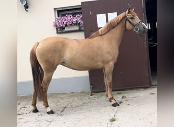 Polish riding pony, Mare, 3 years, 14 hh, Chestnut-Red