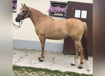 Polish riding pony, Mare, 3 years, 14 hh, Chestnut-Red