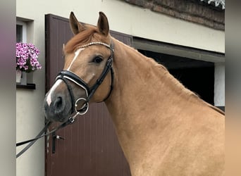 Polish riding pony, Mare, 3 years, 14 hh, Chestnut-Red