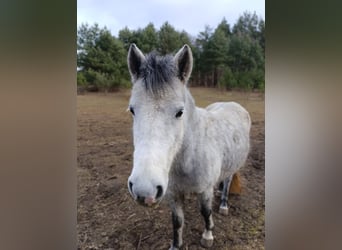 Polish riding pony, Mare, 4 years, 12.1 hh, Grey-Blue-Tan