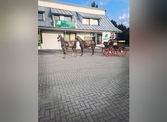 Polish riding pony Mix, Mare, 4 years, 14,1 hh, Gray