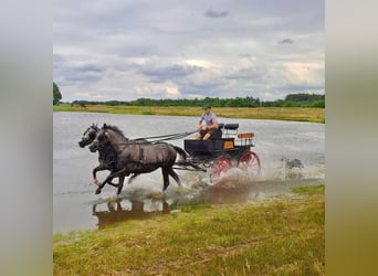 Polish riding pony Mix, Mare, 4 years, 14,1 hh, Gray