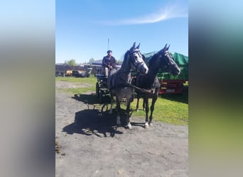 Polish riding pony Mix, Mare, 4 years, 14,1 hh, Gray