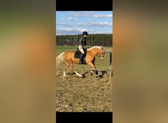 Polish riding pony, Mare, 4 years, 14.1 hh, Palomino