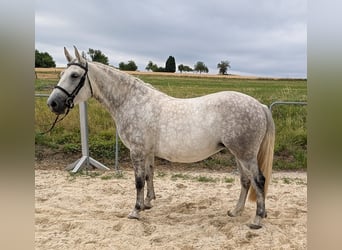 Polish riding pony Mix, Mare, 4 years, 14.2 hh Polish riding pony Mix, Mare, 4 years, 14.2 hh