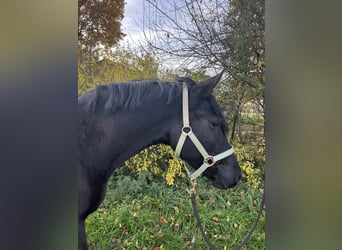 Polish riding pony, Mare, 5 years, 14.1 hh, Black