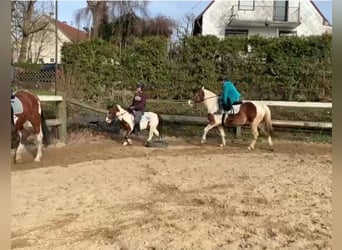 Polish riding pony Mix, Mare, 5 years, 14.1 hh, Pinto