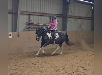 Polish riding pony, Mare, 5 years, 15 hh, Pinto