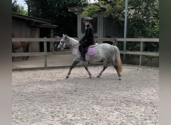 Polish riding pony, Mare, 6 years, 13.1 hh, Gray