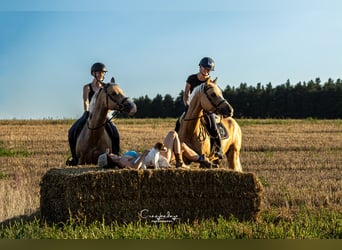 Polish riding pony, Mare, 6 years, 14.1 hh, Palomino