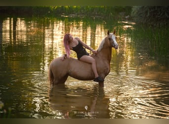 Polish riding pony, Mare, 6 years, 14.1 hh, Palomino