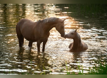 Polish riding pony, Mare, 6 years, 14.1 hh, Palomino