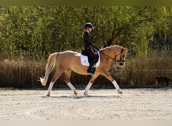 Polish riding pony, Mare, 6 years, 14.1 hh, Palomino