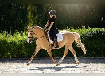 Polish riding pony, Mare, 6 years, 14.1 hh, Palomino