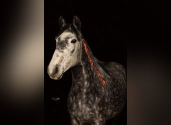 Polish riding pony, Mare, 6 years, 14.2 hh, Gray-Dark-Tan