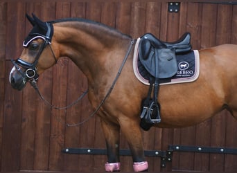 Polish riding pony Mix, Mare, 6 years, 14.3 hh, Brown