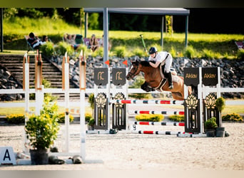 Polish riding pony, Mare, 6 years, 14 hh, Brown