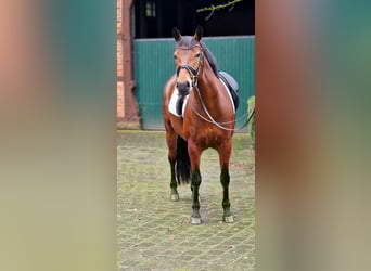 Polish riding pony, Mare, 6 years, Brown