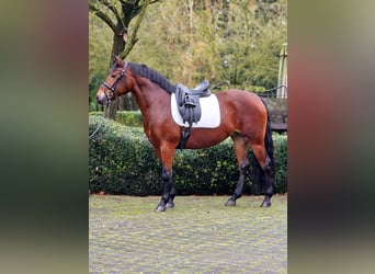 Polish riding pony, Mare, 6 years, Brown