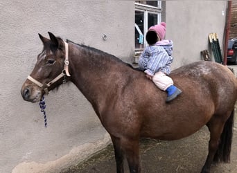 Polish riding pony, Mare, 7 years, 13,2 hh, Leopard-Piebald