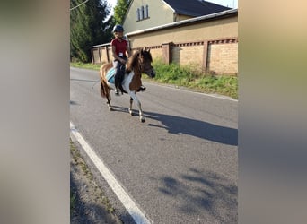 Polnisches Reitpony, Stute, 8 Jahre, 13,3 hh, Schecke