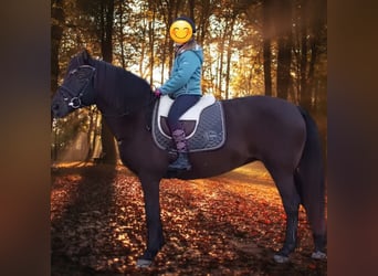 Polish riding pony, Mare, 8 years, 14.1 hh, Smoky-Black