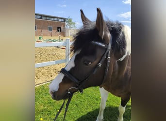 Polish riding pony, Mare, 9 years, 14.1 hh, Pinto