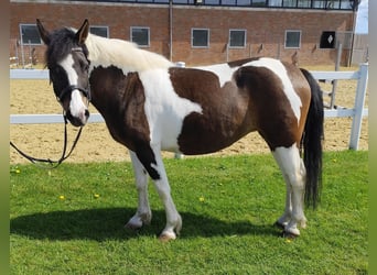 Polish riding pony, Mare, 9 years, 14.1 hh, Pinto