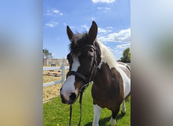 Polish riding pony, Mare, 9 years, 14.1 hh, Pinto